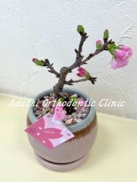 あだち矯正歯科クリニック 桜