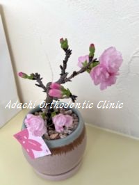 あだち矯正歯科クリニック 西新