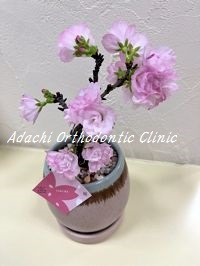 西新 あだち矯正歯科クリニック 桜