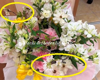 桜アレンジメント あだち矯正歯科クリニック