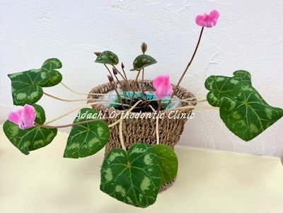 夏のシクラメン