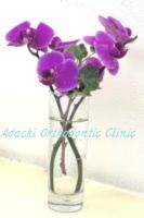 orchid２